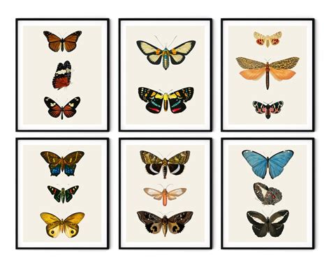 Vintage Butterfly Print Set Of 6 No2 Butterfly Wall Art Etsy