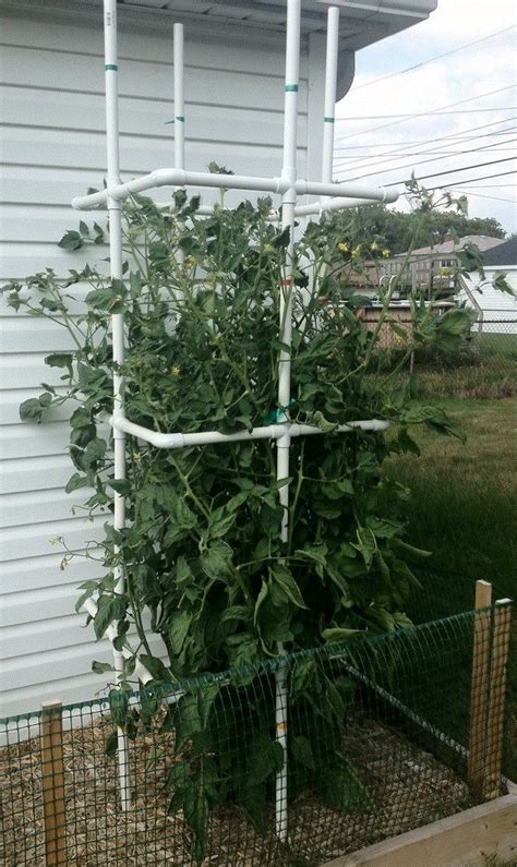 Comment Faire Une Cage De Plantes De Tomates Bricolage Bon Marché Avec