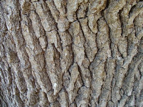 High Definition Nature Close Up Of Tree Bark So Real You Can Nearly