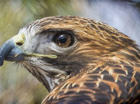 Portrait Of A Red Tail Hawk Eye Smithsonian Photo Contest