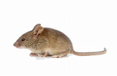 Mouse Animal Transparent Mice