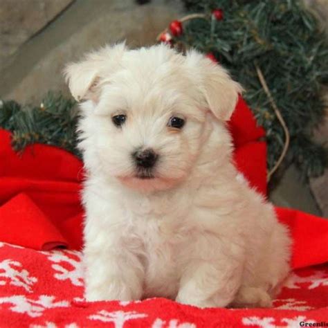 Find a westie on gumtree, the #1 site for dogs & puppies for sale classifieds ads in the uk. Polar - Westie Mix Puppy For Sale in Pennsylvania