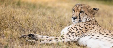 Cheetah Resting Free Stock Photo Public Domain Pictures