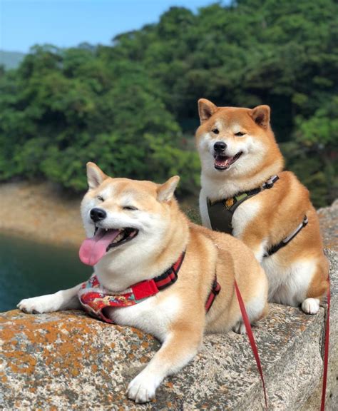 These Two Adorable Shiba Inu Puppies Are Taking Over The World