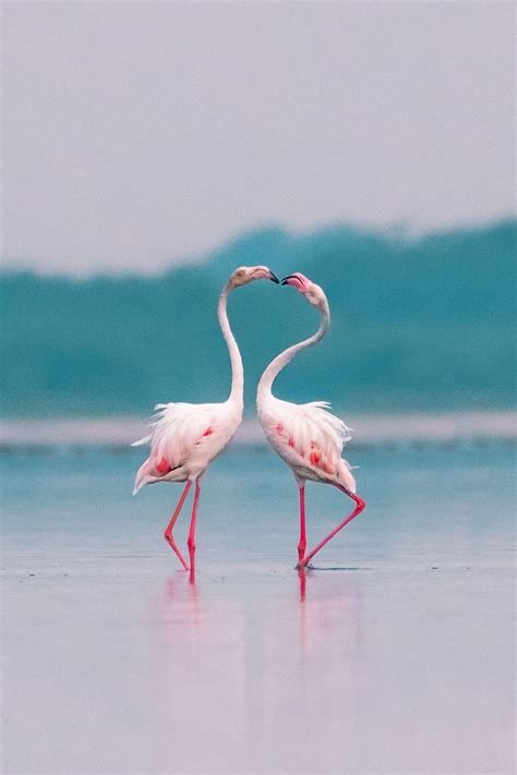 Top Shot Flamingo Love Top Shot Features Editors Spotlight
