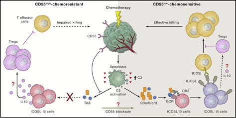 Chemotherapy Induces Cancer Fighting B Cells Cell
