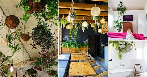 22 Indoor Plants Hanging From Ceiling Ideas