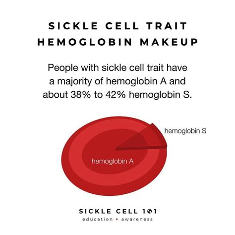 The Amounts Of Hemoglobin A And Hemoglobin S Varies Differently From