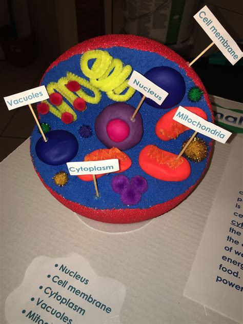 Animal Cell For 5th Graders