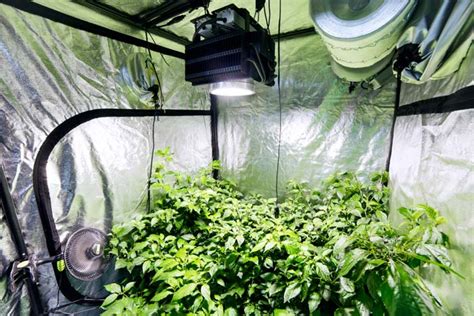 5 Simple Steps For A Perfect Indoor Grow Tent Setup