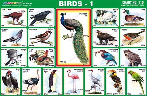 Sikkim has over more than 500 species of birds and is one of the highly diverse in flora and fauna in the world, this video is made to show case the top ten. Spectrum Educational Charts: Chart 110 - Birds 1
