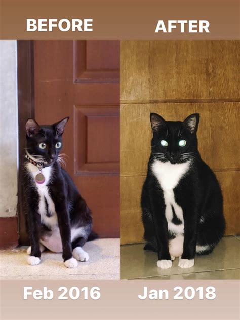 Check spelling or type a new query. How To Help A Cat Gain Weight | Examples and Forms