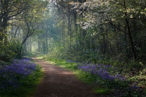 Woodland Path 2 Spring Forest Forest Path Spring Wallpaper