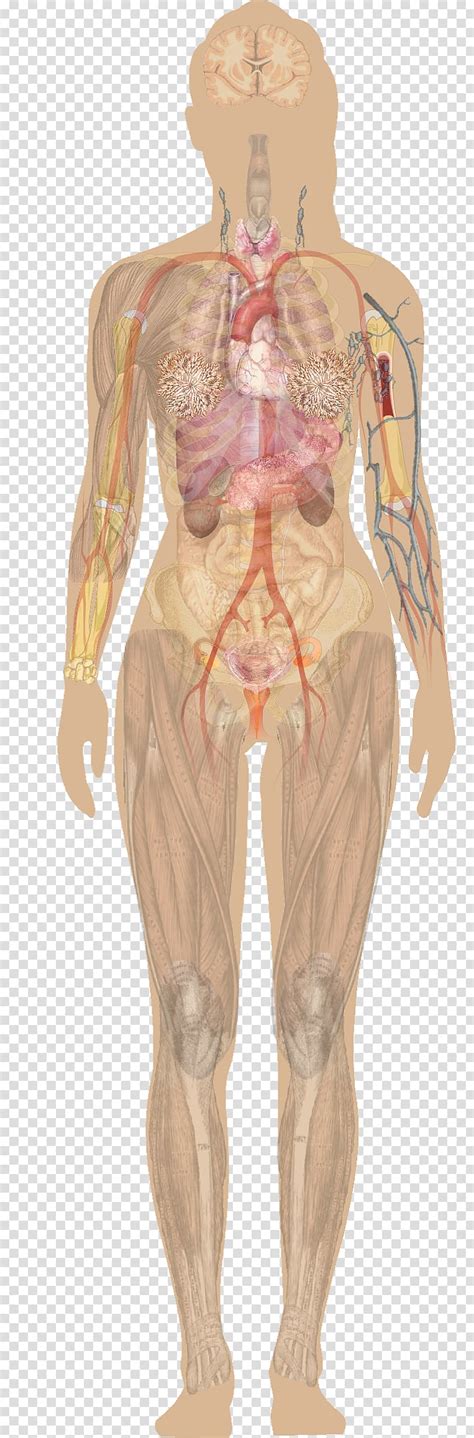 ANATOMY CLIPART KIDS MUSCLES - 241px Image #4