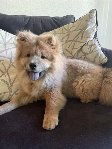 Is My Chow Chow Mixed Rchowchow