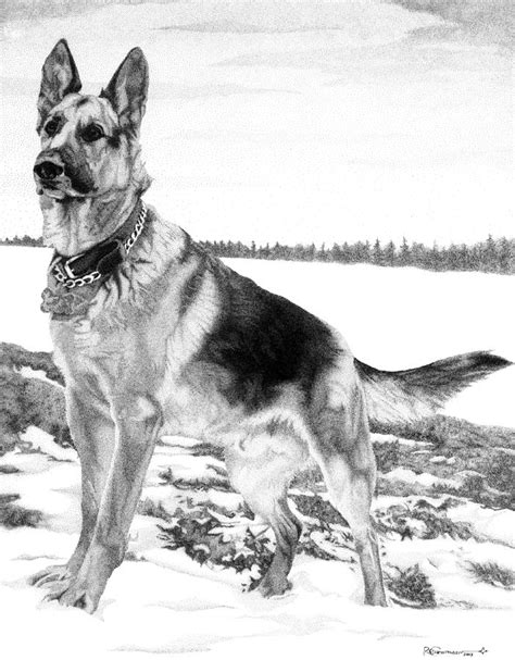 German Shepherd Drawing By Rob Christensen Fine Art America