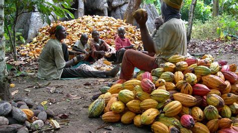 Nigerias Cocoa Production Falls As Ghana Côte Divoire Enjoy Boom The Street Journal