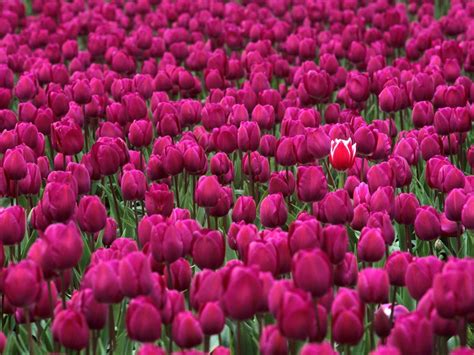 Wallpaper Tulips Flowers Field Many Spring 1600x1200 Wallup
