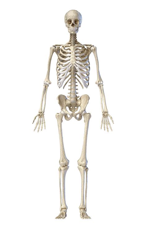 Human Skeleton Full Frontal View Photograph By Steve