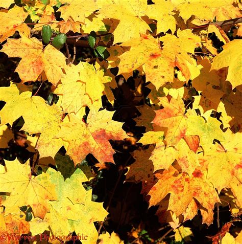 Yellow Maple Leaves Photo Wp01616