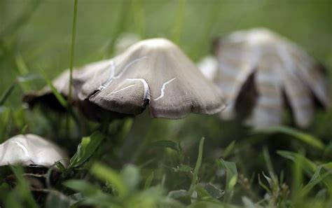 Oklahoma Wild Mushrooms All Mushroom Info