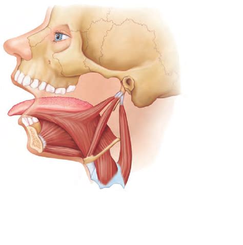 Tongue Muscles Diagram Quizlet