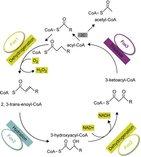 The VLC FA β oxidation pathway Overview of the four step β oxidation