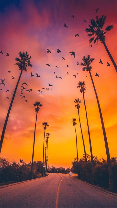 Palm Tree Sunset Iphone Wallpapers Top Những Hình Ảnh Đẹp