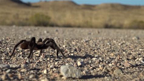 Fall Tarantula Migration Brings Tourists To Southeast Colorado