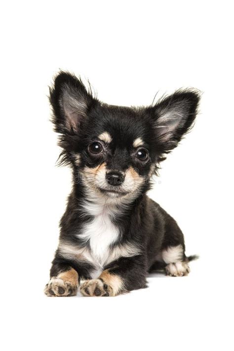 Cute Long Haired Chihuahua Puppy Dog Lying Down Stock Photos Free