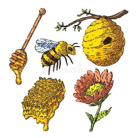 Honey Bee Set Sketch Hand Drawn Vector Stock Vector Illustration Of
