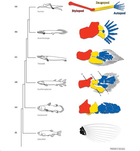 The Origin Of The Tetrapod Limb From Expeditions To Enhancers Trends