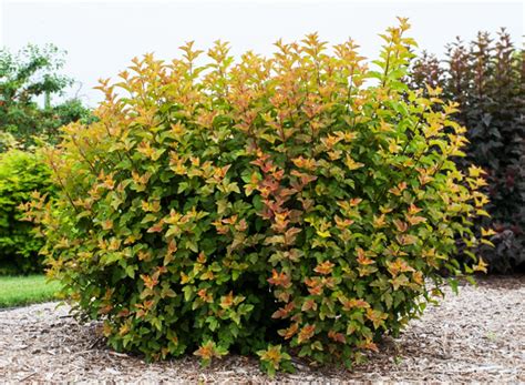 Spot the silver maple (a. Amber Jubilee Ninebark For Sale Online | The Tree Center