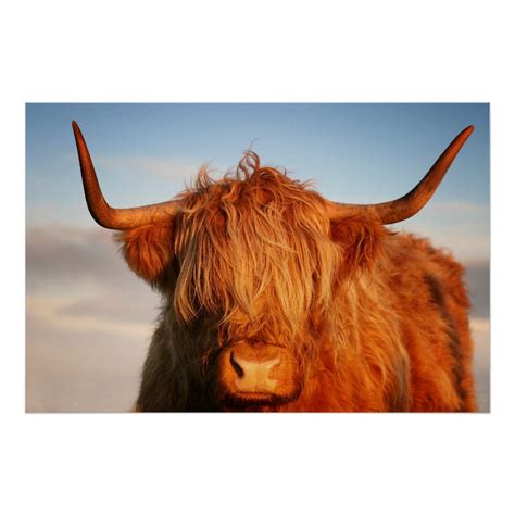 Scottish Highland Cow In Scotland Highlander Poster Zazzle
