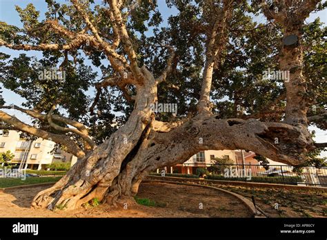 Sycamore Tree Ficus Sycomorus In Natania Sharon Region Israel Stock