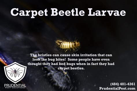 Carpet Beetle Treatments Prudential Pest Solutions