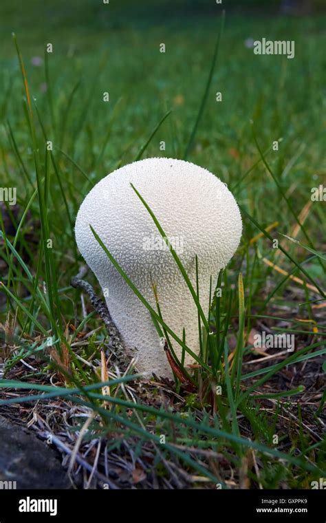 Lycoperdon Perlatum Common Puffball Mushroom Stock Photo Alamy