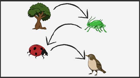 Food Chain Definition And Activities Food Web Examples