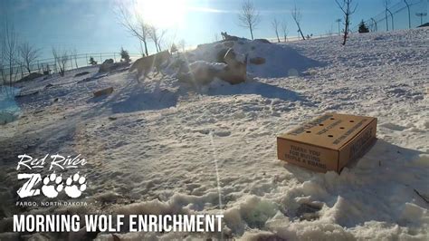 Morning Wolf Enrichment Gray Wolves Animal Enrichment Wolves Youtube