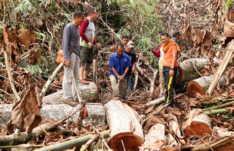 Illegal Logging In Malaysia Danish App Helps Fight Illegal Logging In