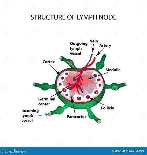 La Structure Anatomique Du Ganglion Lymphatique Infographie Images