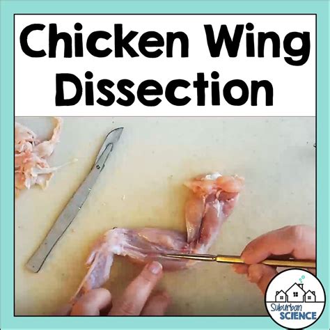 Chicken Wing Dissection Lab Suburban Science