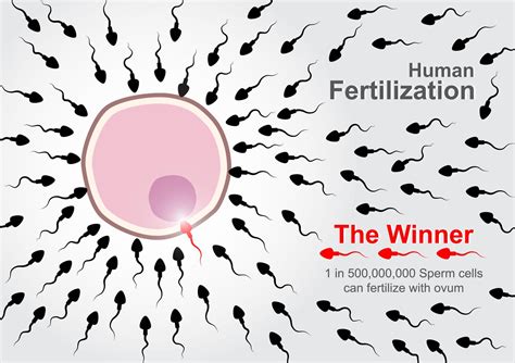 Human Fertilization 500 000 000 Sperm Cells Race To Fertilize With Ovum But 1 In 500 000 000