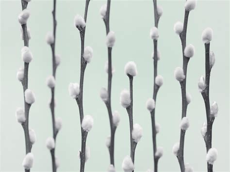 pussy willow twigs wallpaper buy stunning botanical prints online