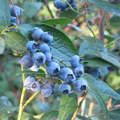 Northcountry Blueberry Vaccinium 1 Gal Golden Acre Home And Garden