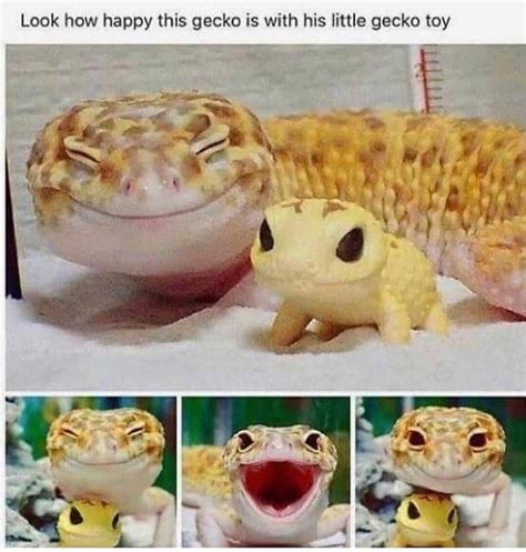 Look How Happy This Gecko Is Aw Funny Memes Funny Memes