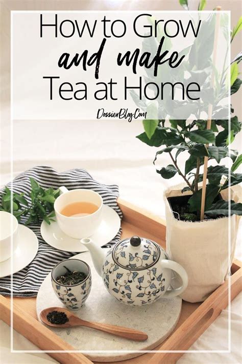 How To Grow And Harvest Your Own Tea Plant Dossier Blog Tea Plant