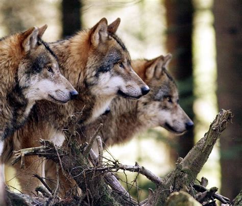 A Beautiful Photo Of A Wolf Pack Pics