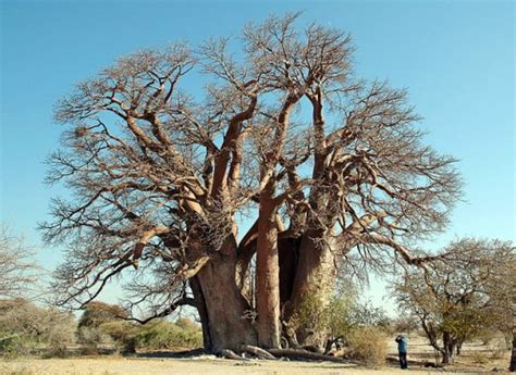 Protected And Rare Baobab Tree Trees Protected Rare Baobab Nature