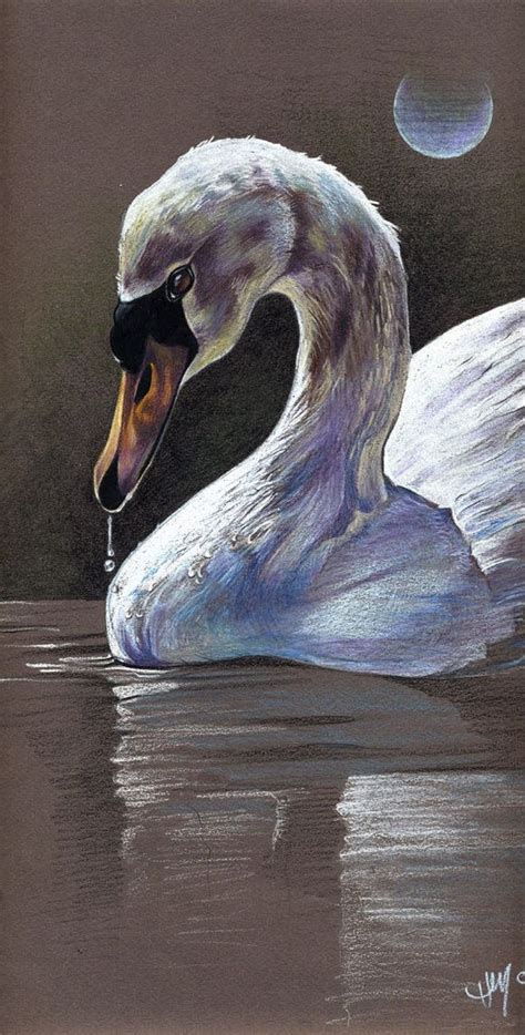 By Artist Heather Schumacher Meuser Illustration Oiseaux Cygne